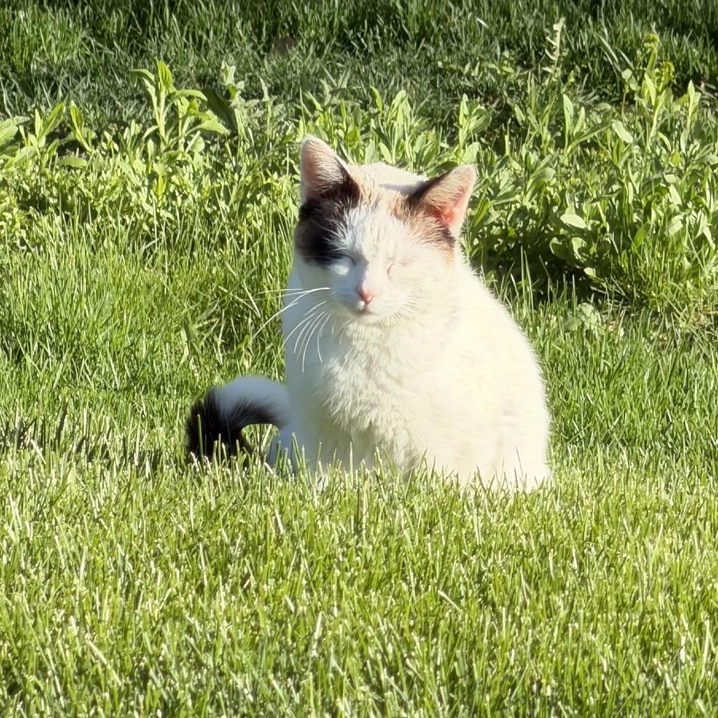 Enlarge White Kitty Momma, a Adoptable Snowshoe in Rochester, MN image 3/3