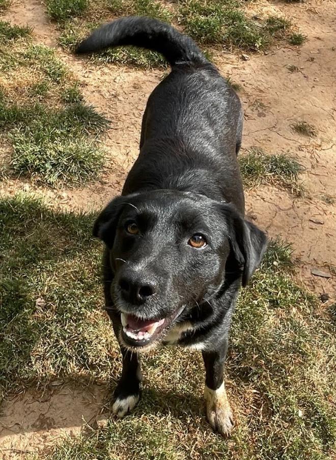Jasmine (Adult), Adoptable, Adult Female Retriever & Border Collie.