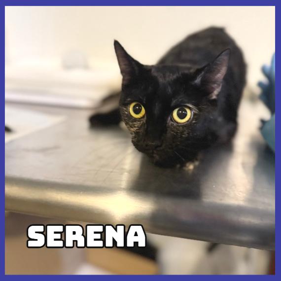 Serena, Adoptable, Adult Female Domestic Short Hair.
