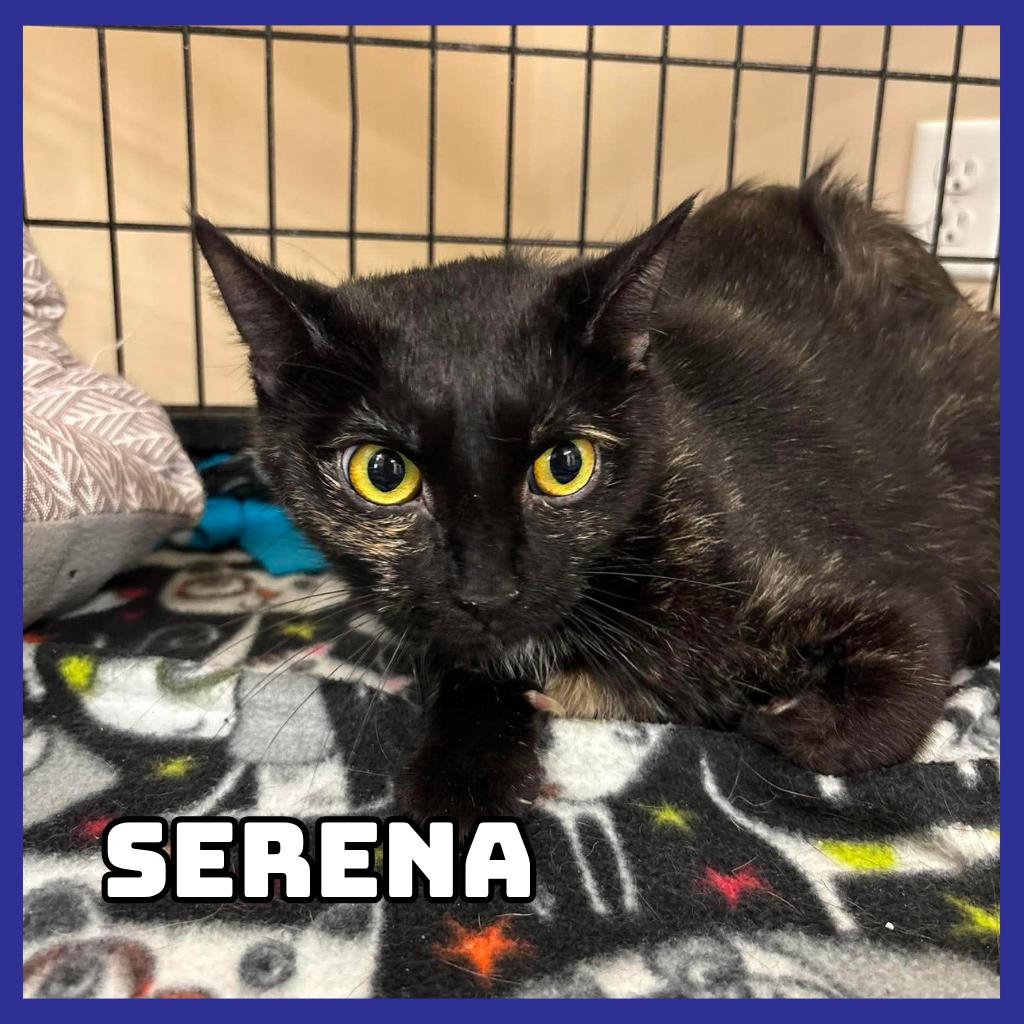 Enlarge Serena, a Adoptable Domestic Short Hair in Glenwood, MN image 1/2