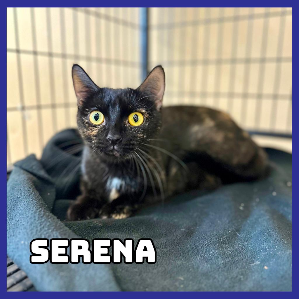 Enlarge Serena, a Adoptable Domestic Short Hair in Glenwood, MN image 2/2