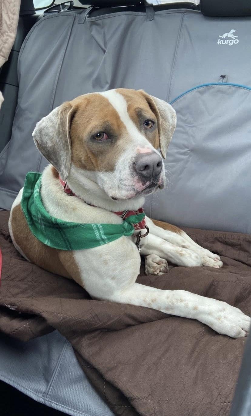 Gladys, adoptable, Adult Female Basset Hound & Pit Bull Terrier.