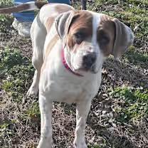 Enlarge Gladys, an adoptable mixed breed in Watertown, CT image 4/6