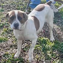 Enlarge Gladys, an adoptable mixed breed in Watertown, CT image 5/6