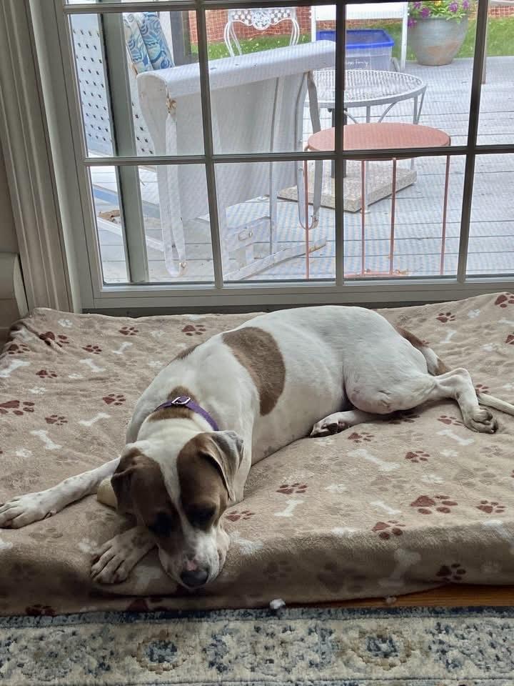 Gladys, an adoptable mixed breed in Watertown, CT image 5/5