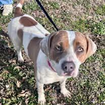 Enlarge Gladys, an adoptable mixed breed in Watertown, CT image 3/6