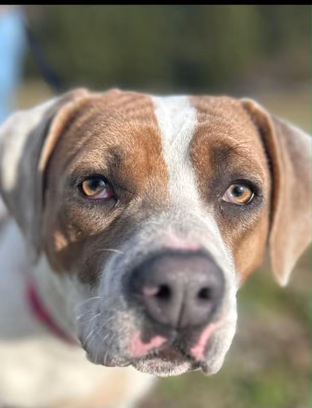 Enlarge Gladys, an adoptable mixed breed in Watertown, CT image 2/6