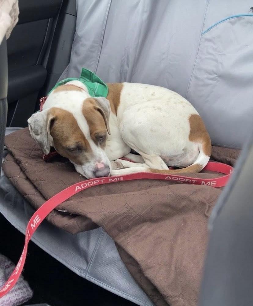 Enlarge Gladys, an adoptable mixed breed in Watertown, CT image 6/6