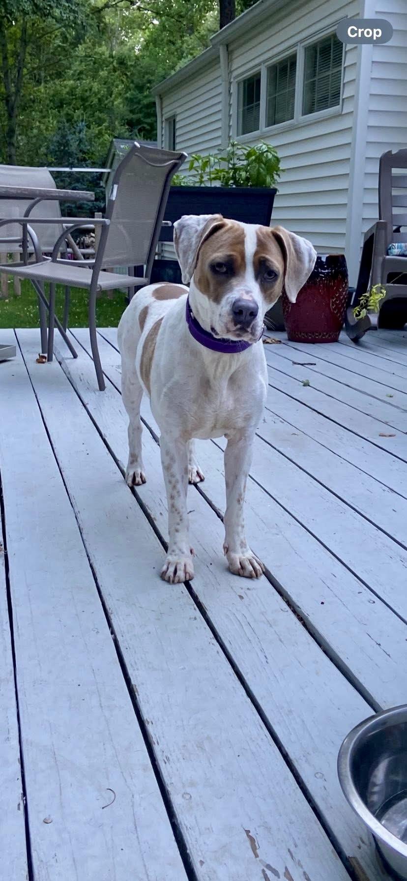 Gladys, an adoptable mixed breed in Watertown, CT image 1/5