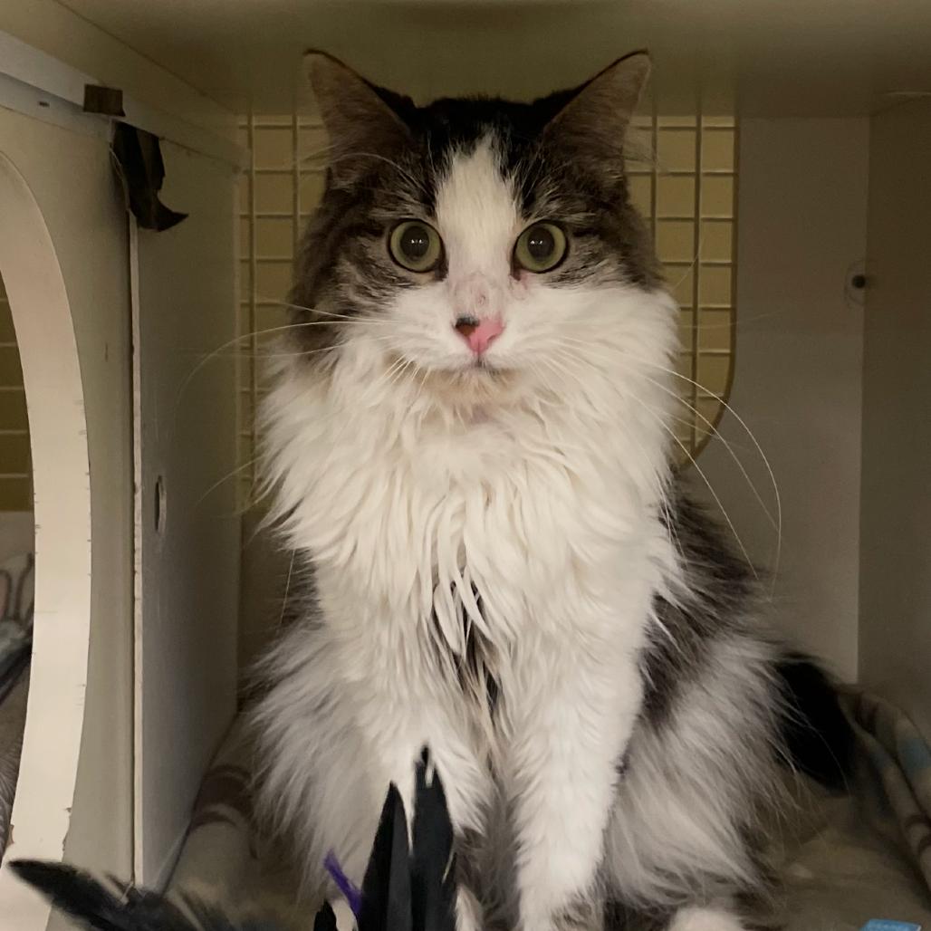 Hildi (Kirby Kat), a Adoptable Turkish Angora in Bountiful, UT image 1/5