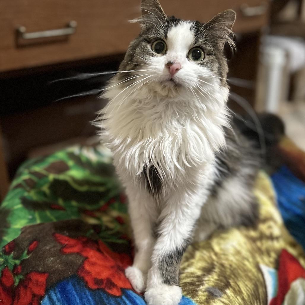 Hildi (Kirby Kat), a Adoptable Turkish Angora in Bountiful, UT image 2/5