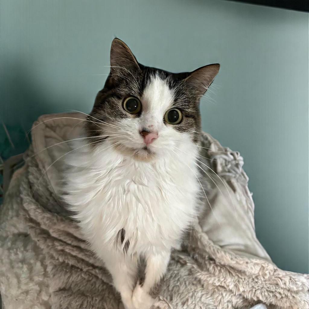 Hildi (Kirby Kat), a Adoptable Turkish Angora in Bountiful, UT image 3/5