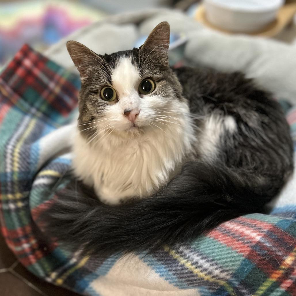 Hildi (Kirby Kat), a Adoptable Turkish Angora in Bountiful, UT image 4/5