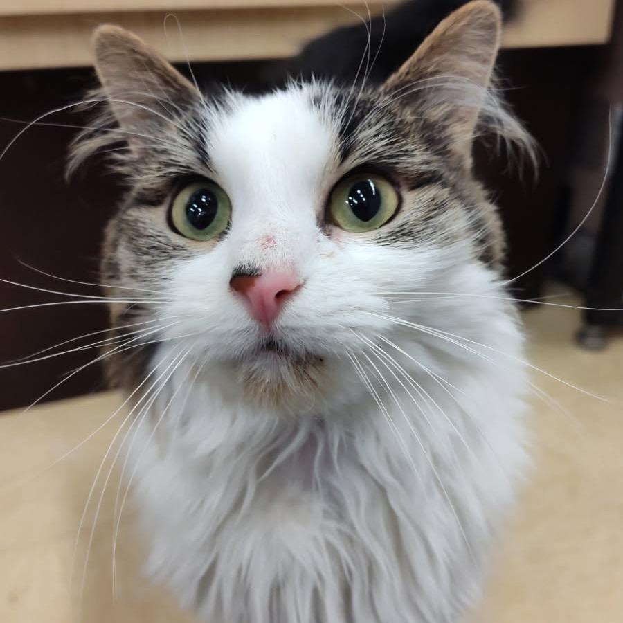 Hildi (Kirby Kat), a Adoptable Turkish Angora in Bountiful, UT image 5/5