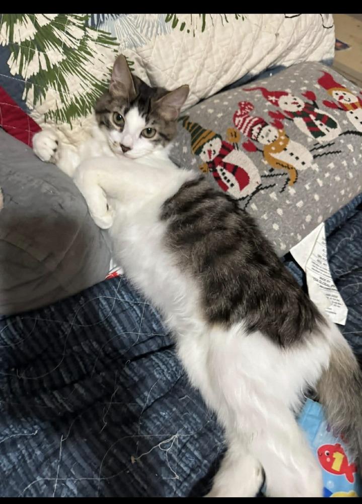 Stevie, Adoptable, Kitten Male Domestic Medium Hair.