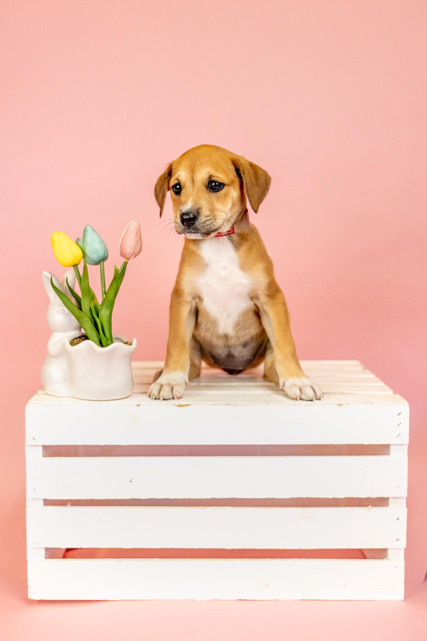 Enlarge 248-26, an adopted mixed breed in Brighton, CO image 1/1