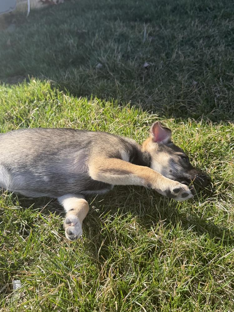 Parker, Adoptable, Puppy Female Shepherd.