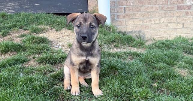 Enlarge Parker, a Adoptable mixed breed in Jefferson Hills, PA image 2/3