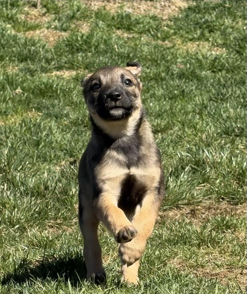Enlarge Parker, a Adoptable mixed breed in Jefferson Hills, PA image 3/3