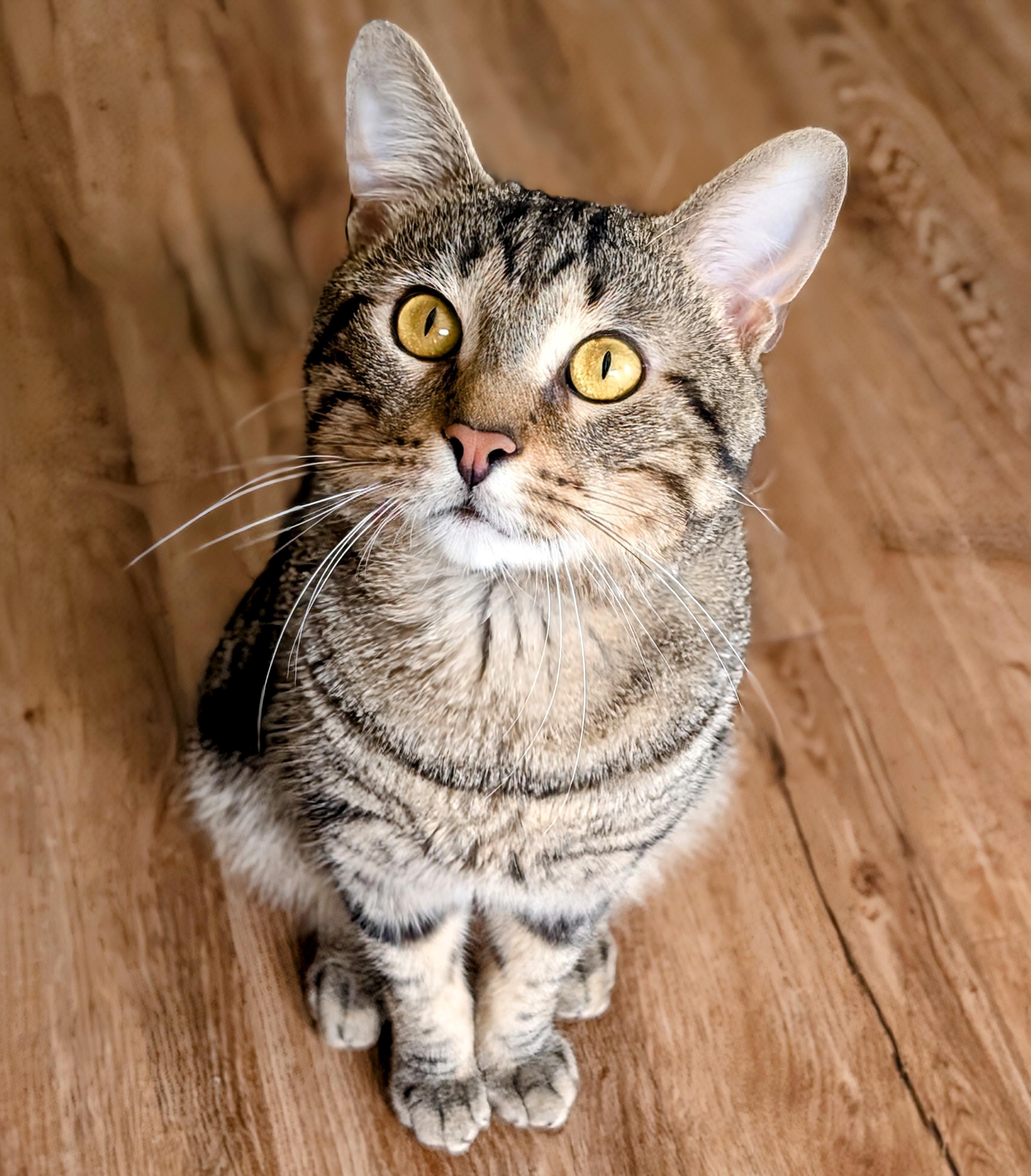 Arthur, Adult Male Domestic Short Hair
