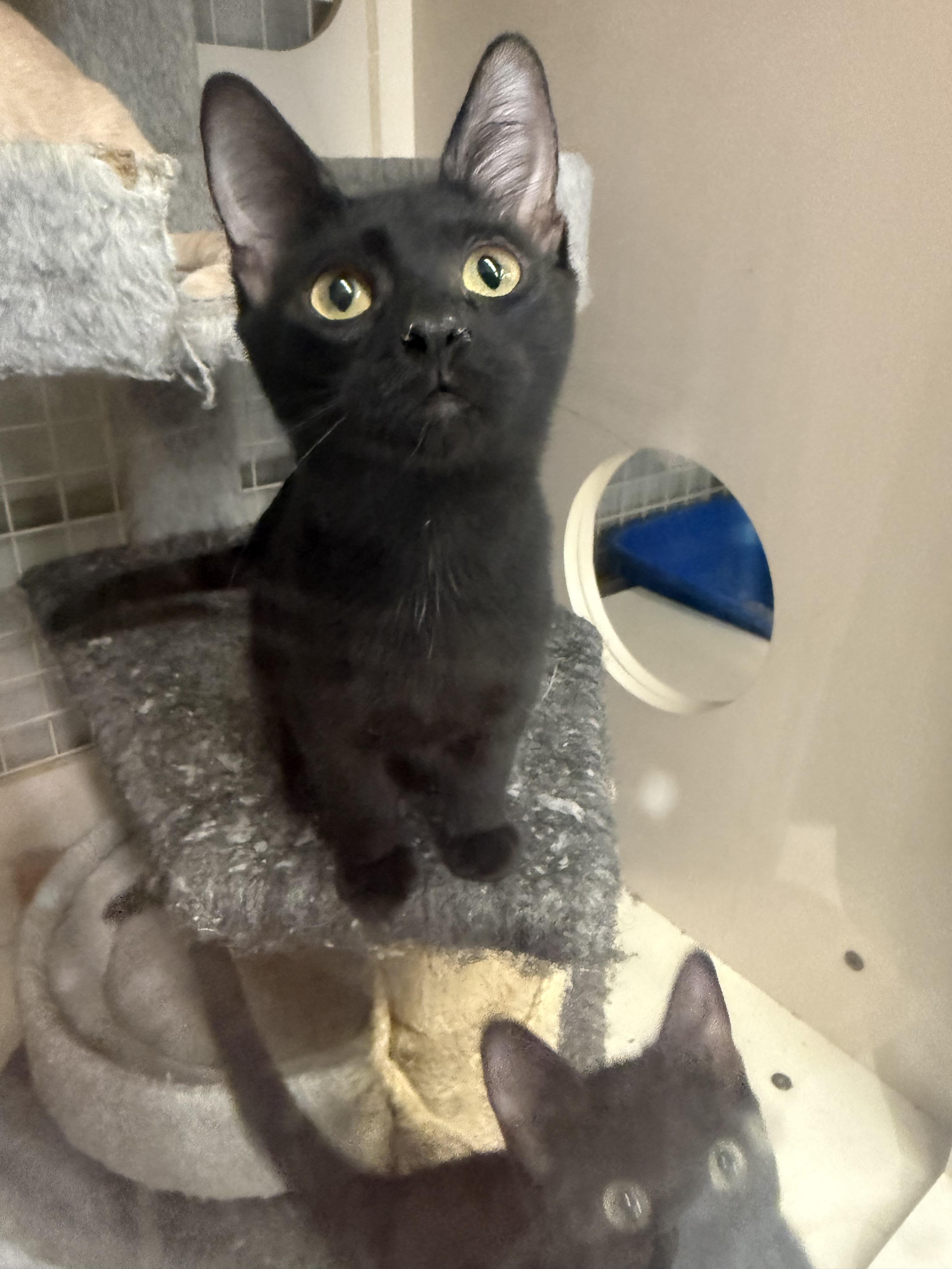 Ian, an adopted Domestic Short Hair in Lake Ozark, MO image 3/4