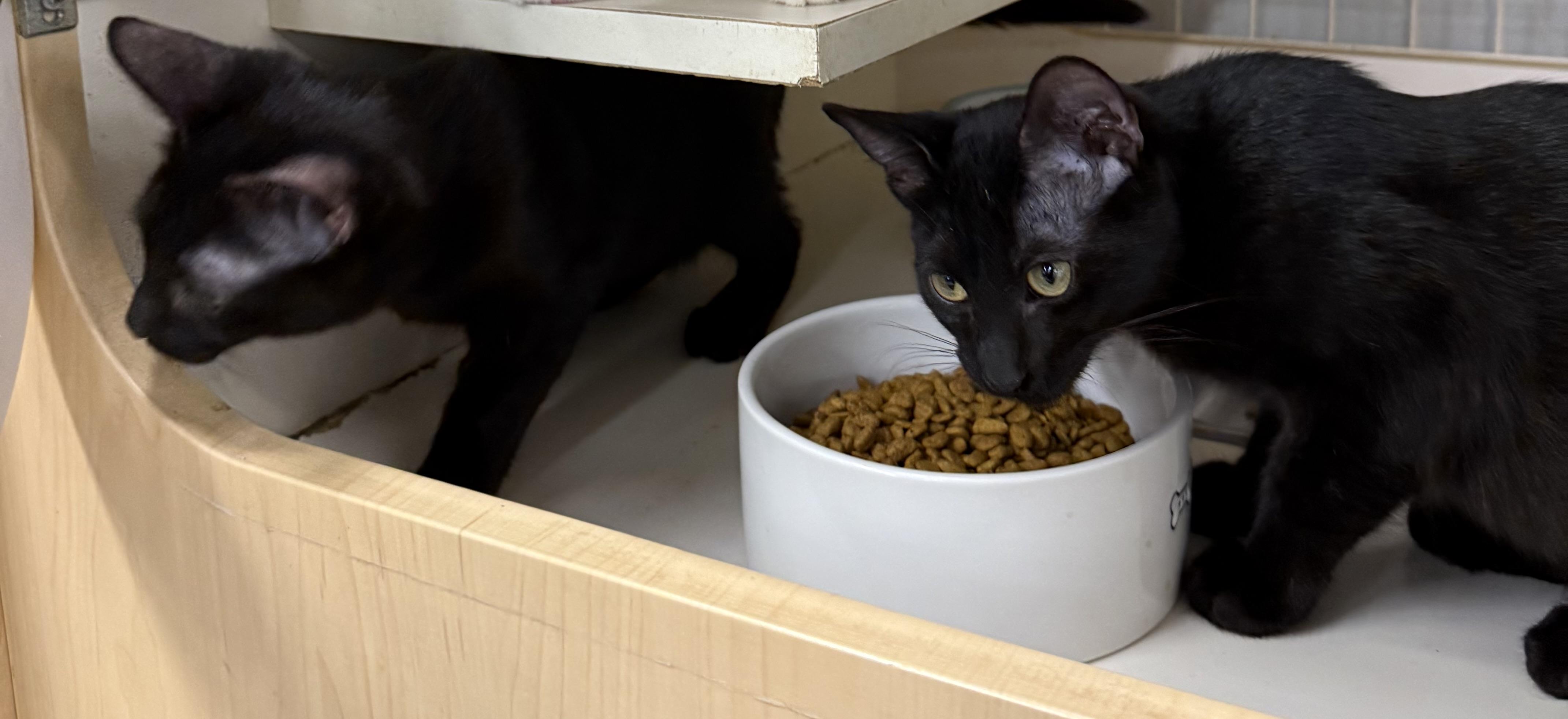 Ian, an adopted Domestic Short Hair in Lake Ozark, MO image 2/4