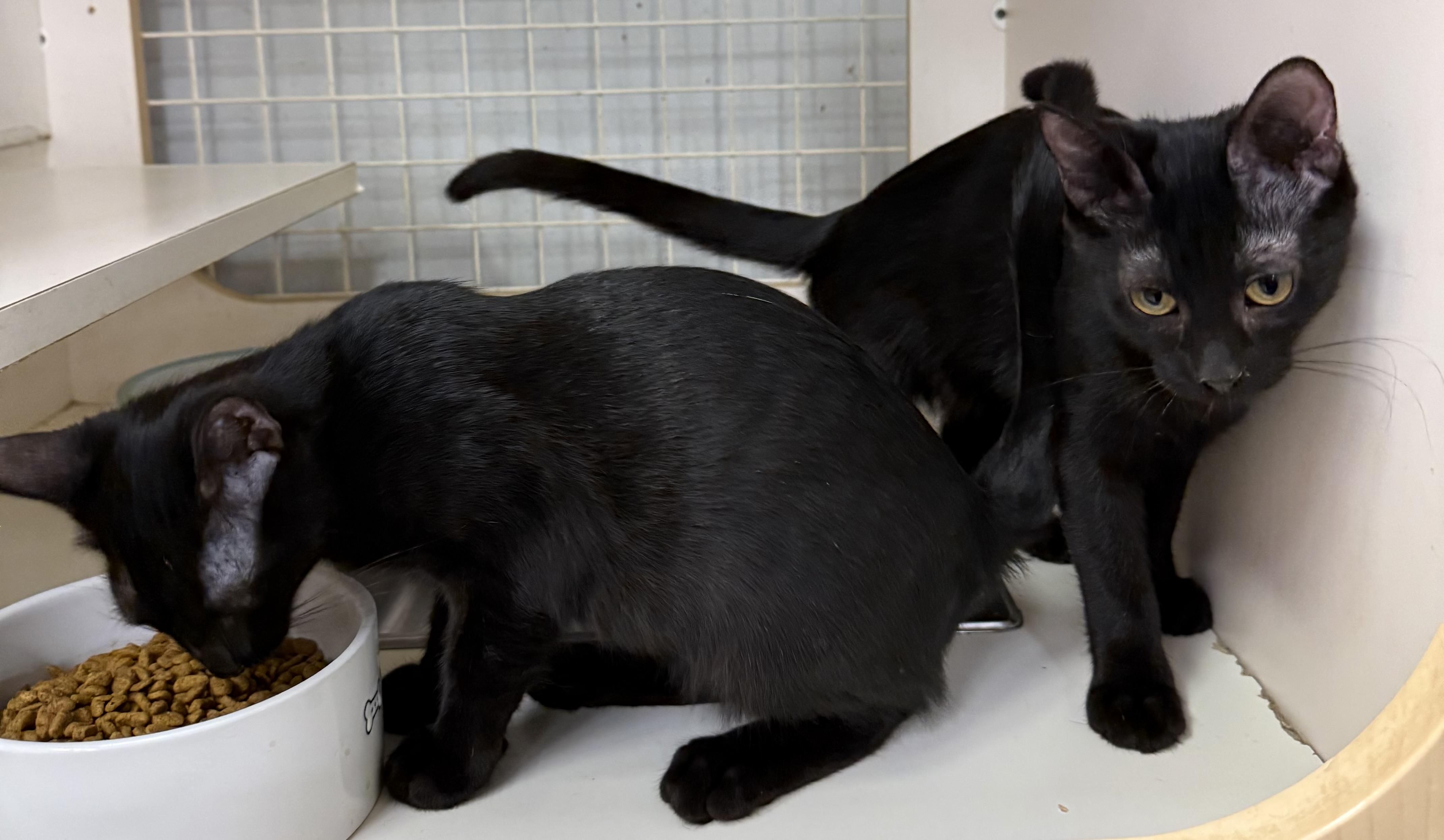 Ian, an adopted Domestic Short Hair in Lake Ozark, MO image 4/4