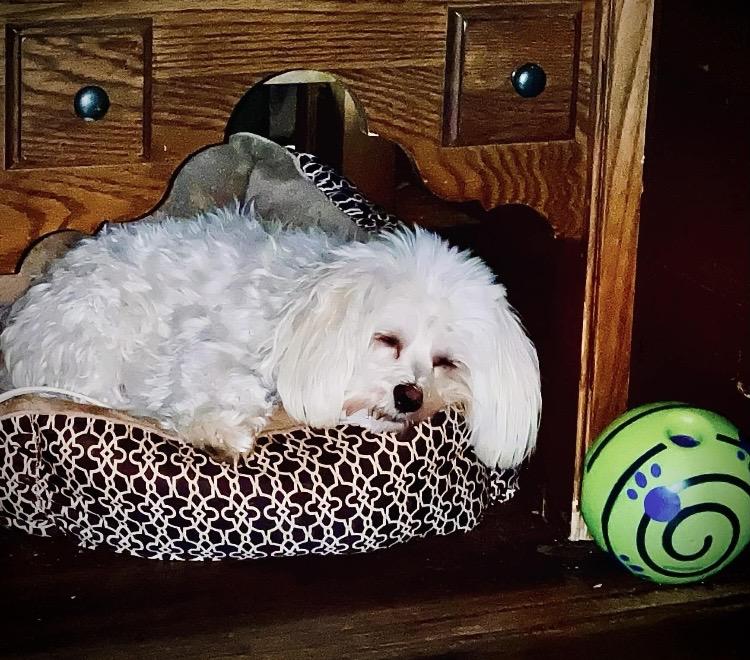 Boo , a ADOPTABLE Havanese in LaGrange, OH image 5/5