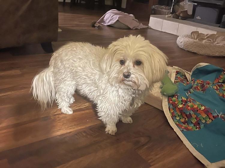 Boo , a ADOPTABLE Havanese in LaGrange, OH image 4/5