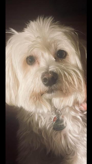 Boo , a ADOPTABLE Havanese in LaGrange, OH image 2/5