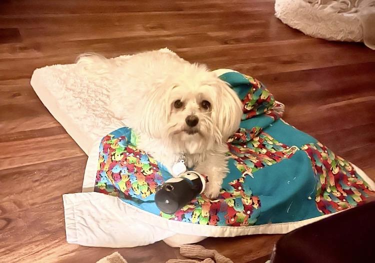 Boo , a ADOPTABLE Havanese in LaGrange, OH image 3/5