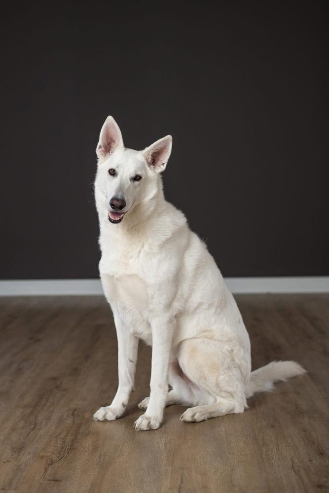 Enlarge Artemis Storm, a Adoptable mixed breed in Grove City, OH image 2/6