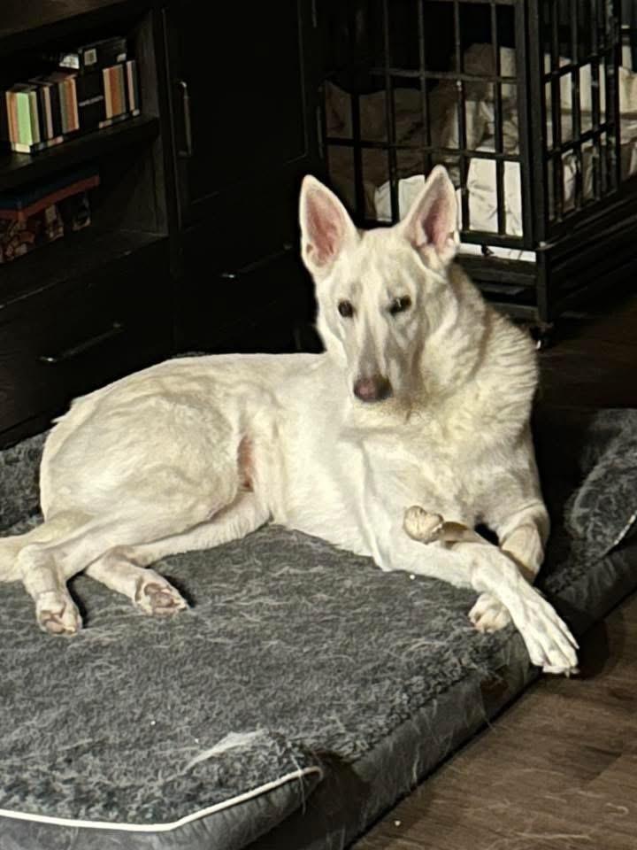 Enlarge Artemis Storm, a Adoptable mixed breed in Grove City, OH image 3/6