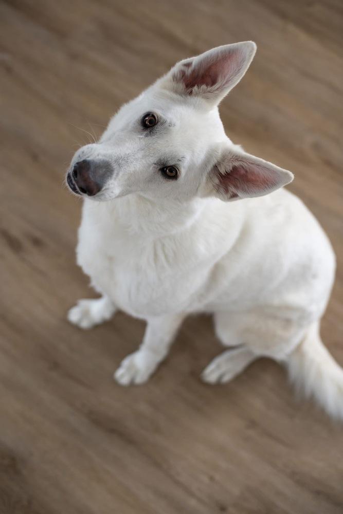 Enlarge Artemis Storm, a Adoptable mixed breed in Grove City, OH image 4/6