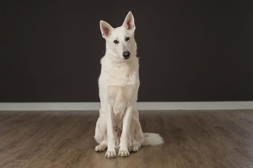 Enlarge Artemis Storm, a Adoptable mixed breed in Grove City, OH image 5/6