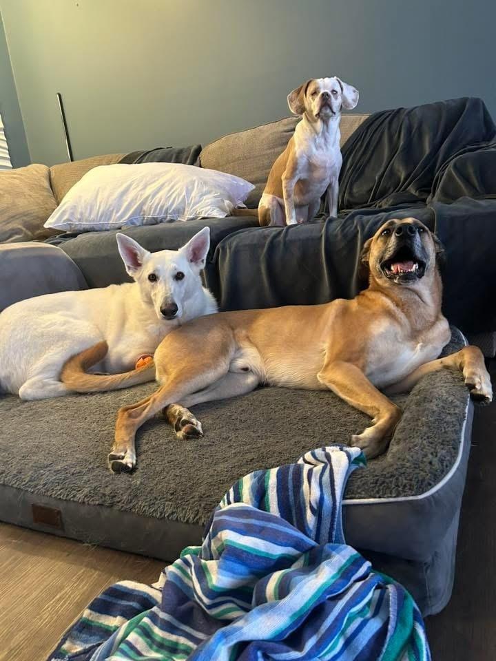 Enlarge Artemis Storm, a Adoptable mixed breed in Grove City, OH image 6/6