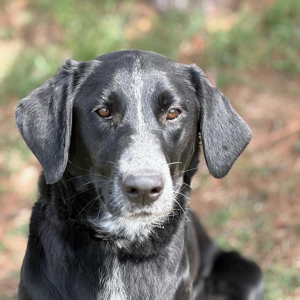 Enlarge Kara 26-04-122, a Adoptable mixed breed in Bastrop, TX image 1/6
