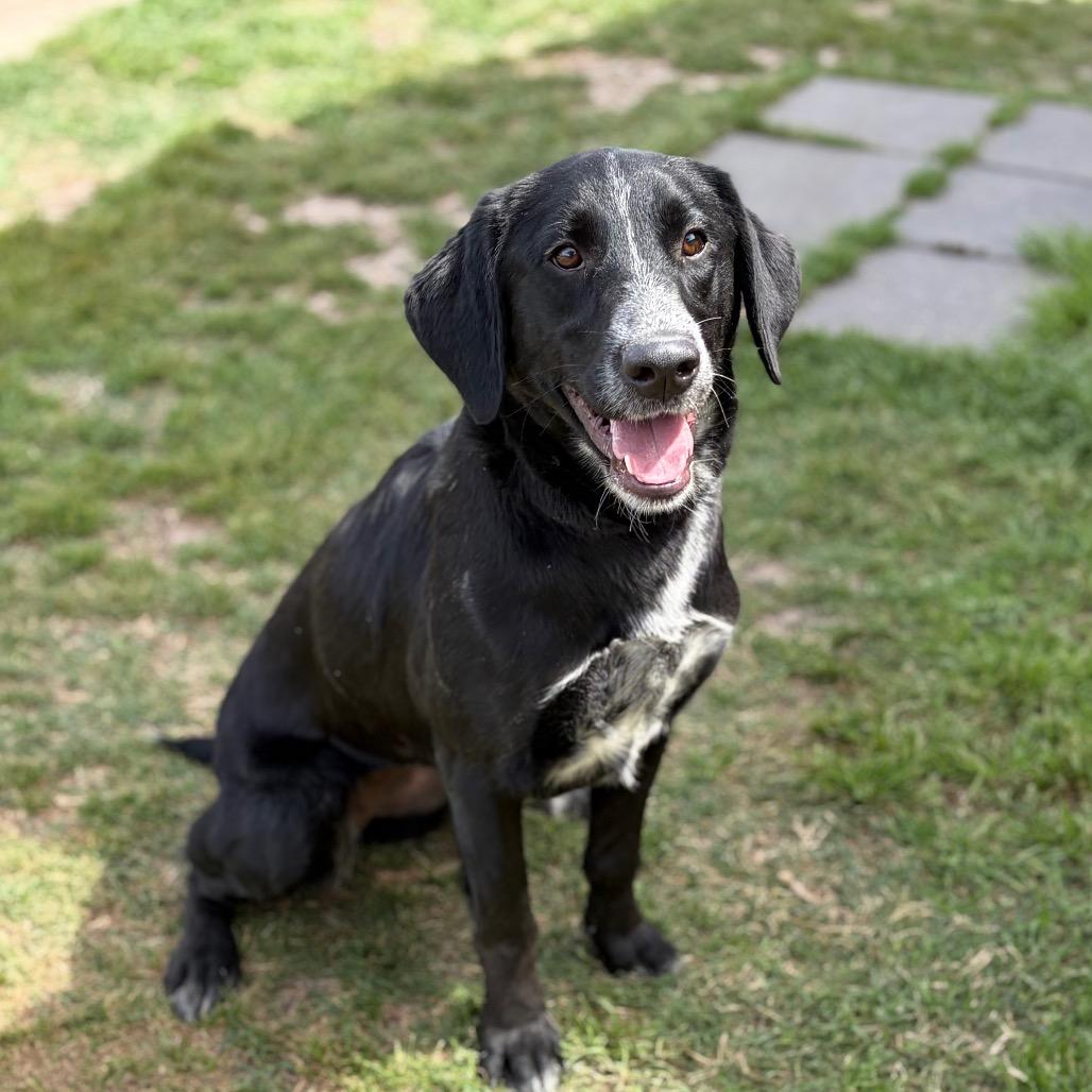 Enlarge Kara 26-04-122, a Adoptable mixed breed in Bastrop, TX image 2/6