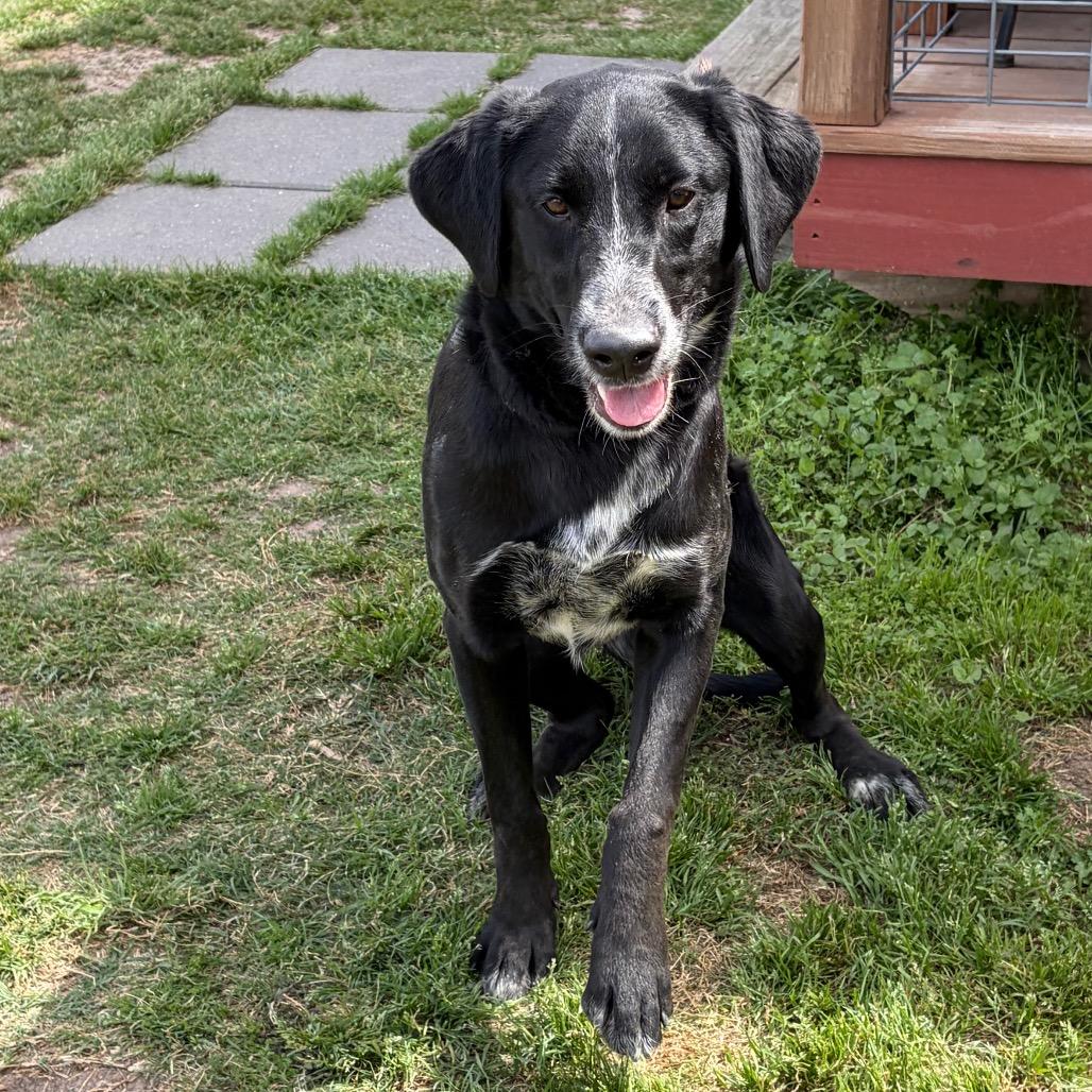 Enlarge Kara 26-04-122, a Adoptable mixed breed in Bastrop, TX image 3/6
