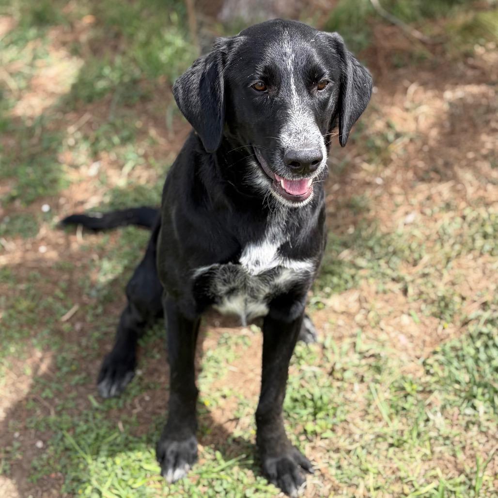 Enlarge Kara 26-04-122, a Adoptable mixed breed in Bastrop, TX image 4/6