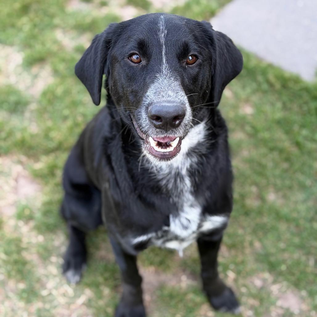 Enlarge Kara 26-04-122, a Adoptable mixed breed in Bastrop, TX image 5/6
