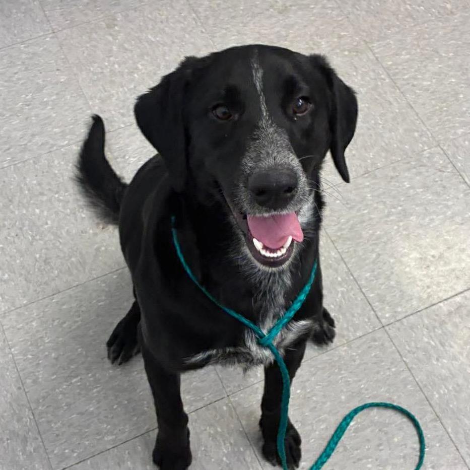 Enlarge Kara 26-04-122, a Adoptable mixed breed in Bastrop, TX image 6/6