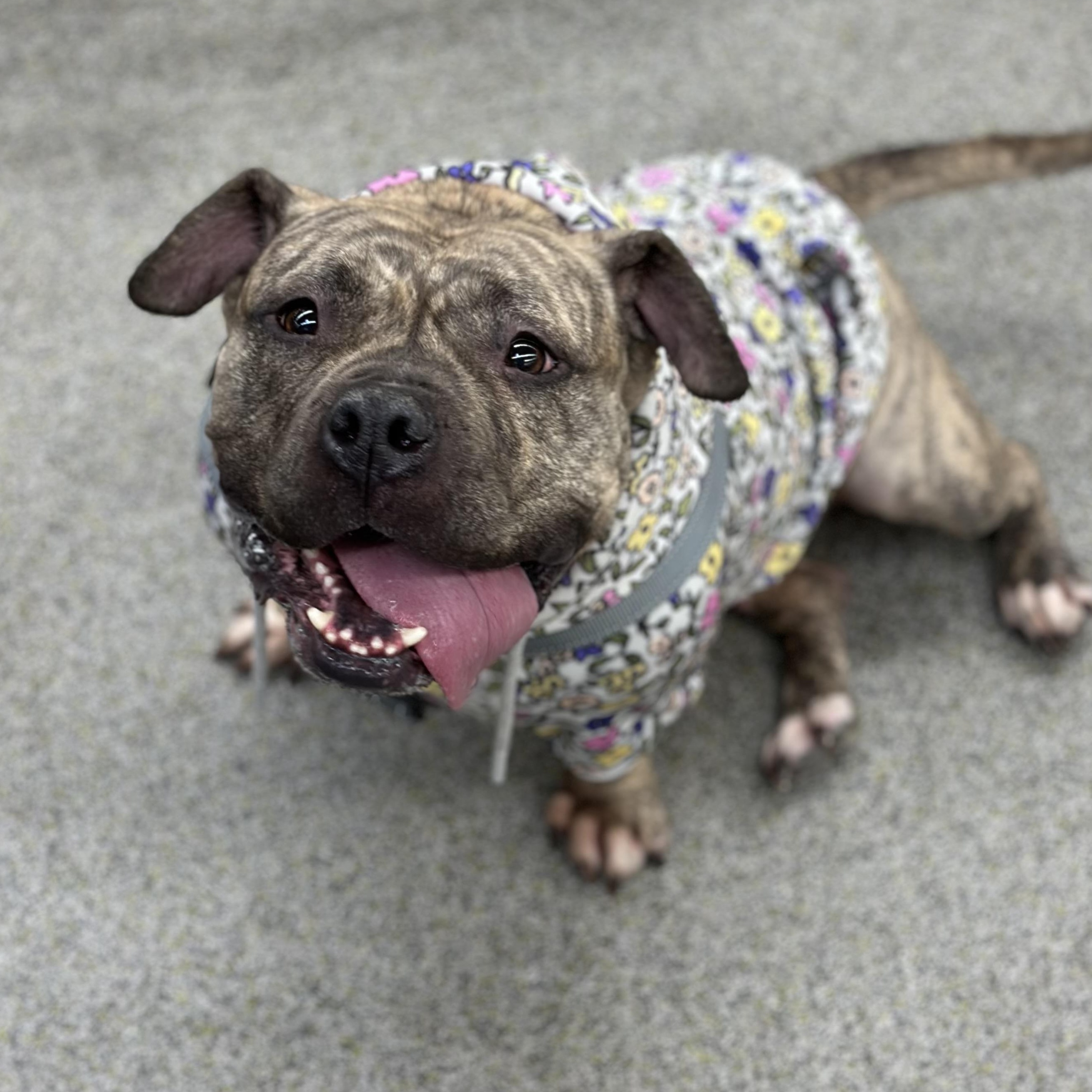 Enlarge Luna aka "LuLu", a Adoptable mixed breed in SACRAMENTO, CA image 3/6