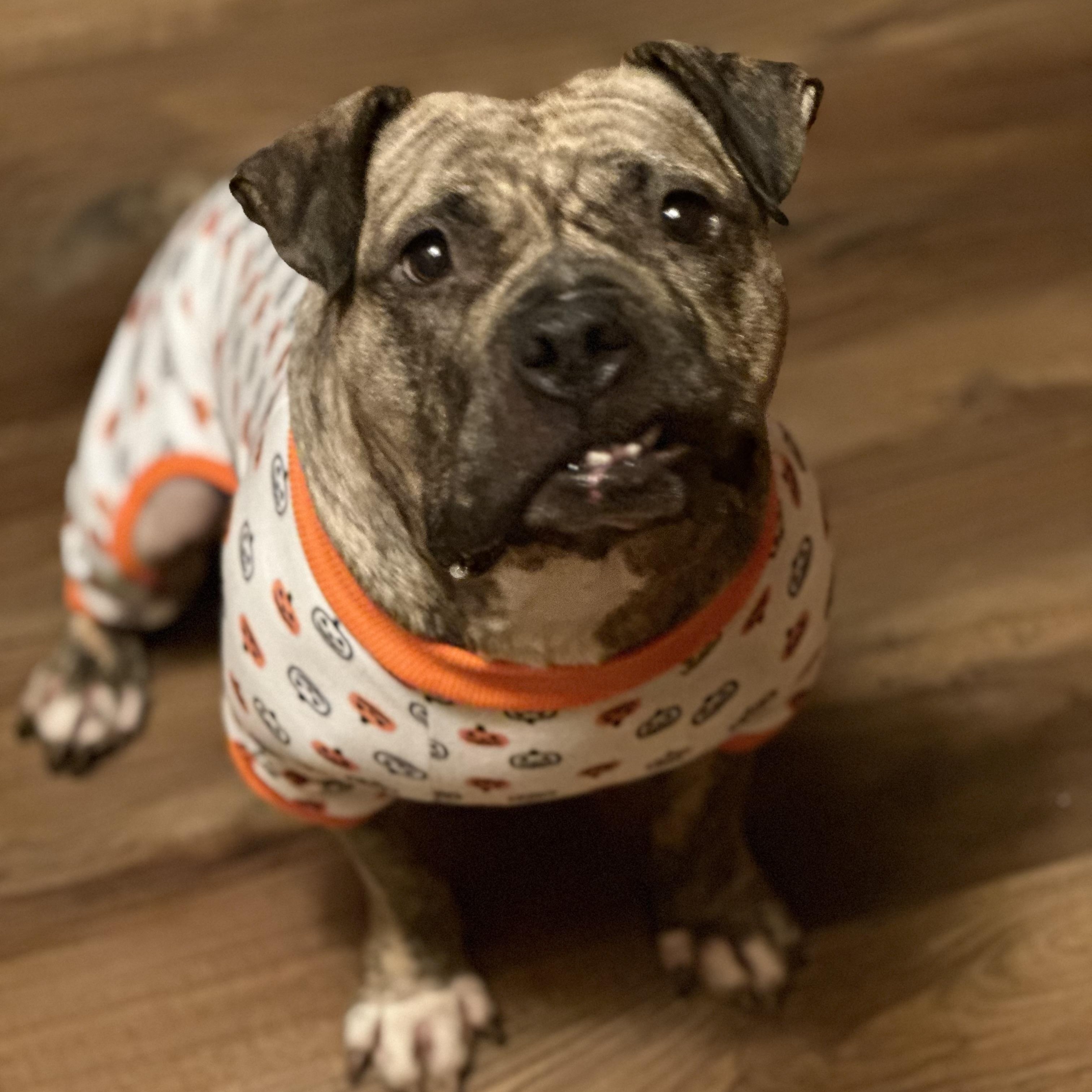 Enlarge Luna aka "LuLu", a Adoptable mixed breed in SACRAMENTO, CA image 5/6