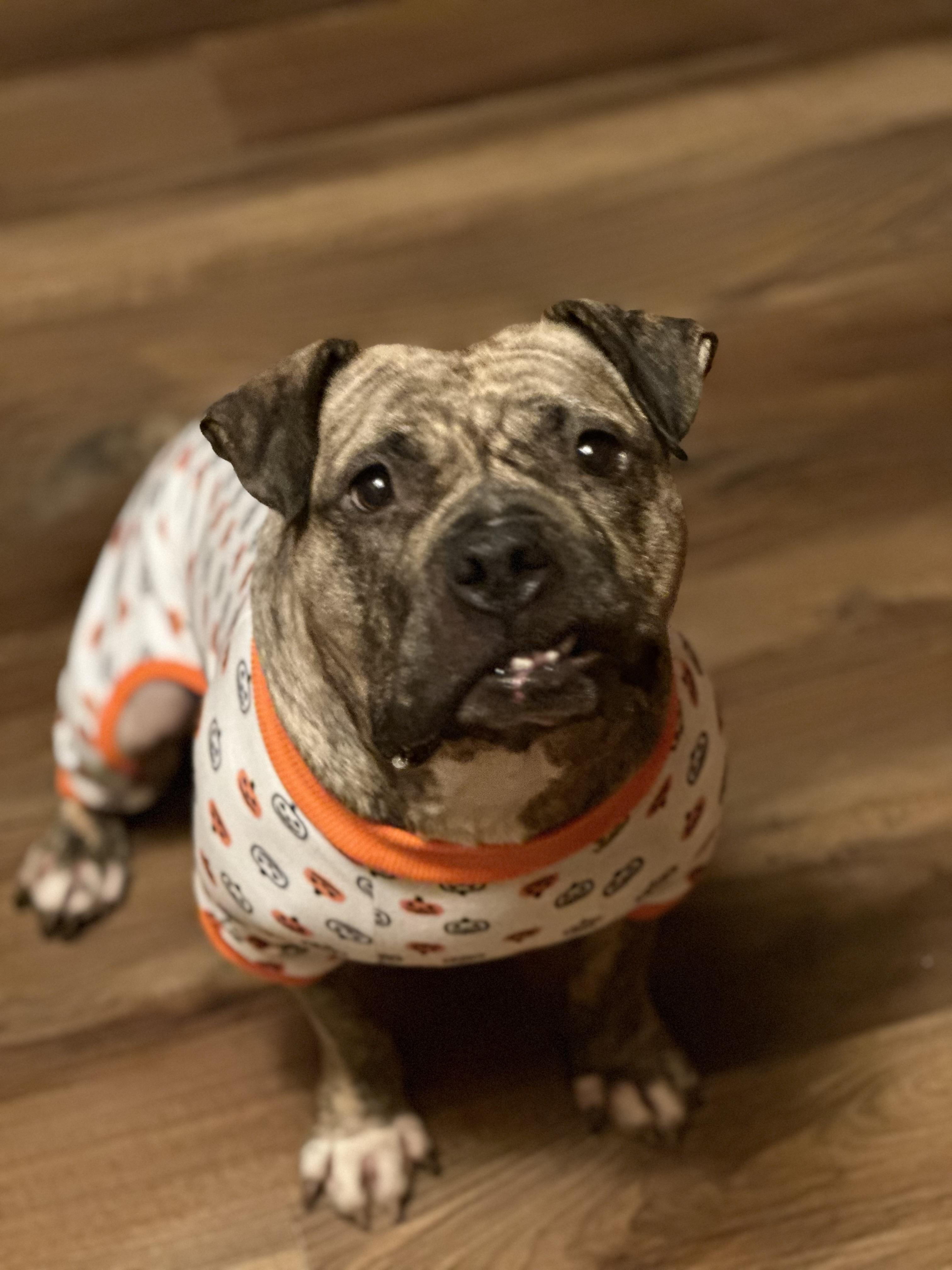 Enlarge Luna aka "LuLu", a Adoptable mixed breed in SACRAMENTO, CA image 4/6