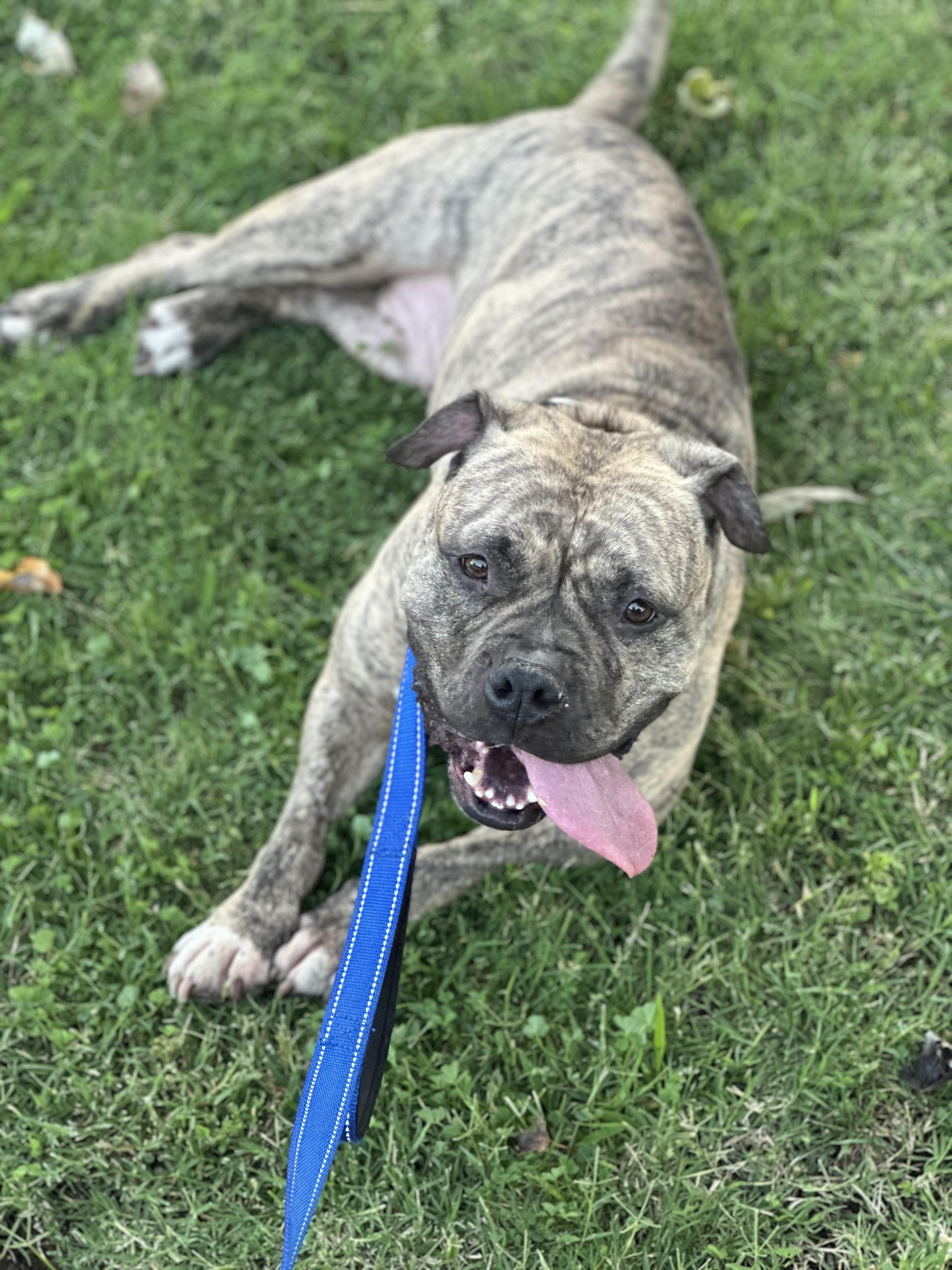 Luna aka "LuLu", Adoptable, Adult Female Bulldog & Pit Bull Terrier.