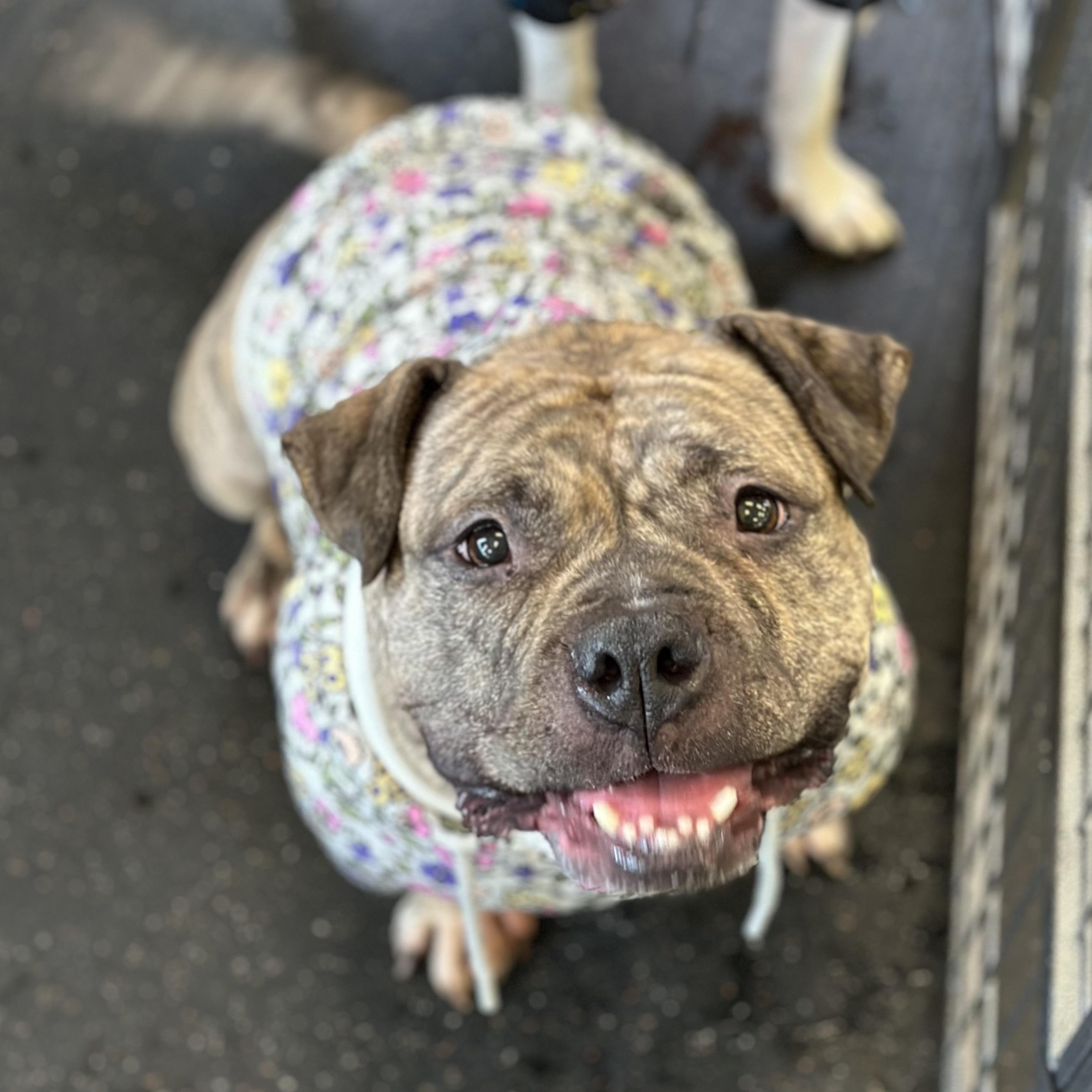 Luna aka "LuLu", Adoptable, Adult Female Bulldog & Pit Bull Terrier.