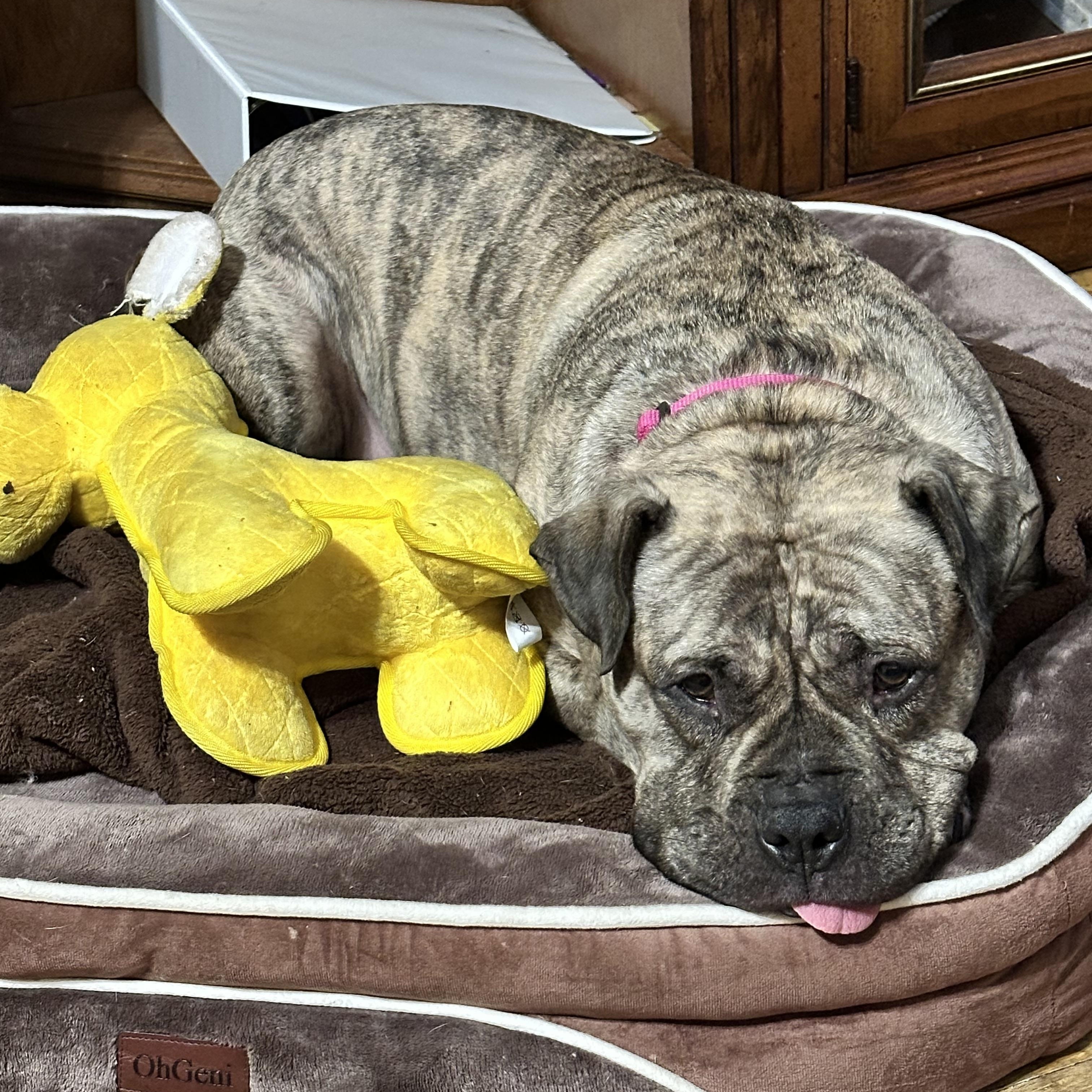 Enlarge Luna aka "LuLu", a Adoptable mixed breed in SACRAMENTO, CA image 5/6