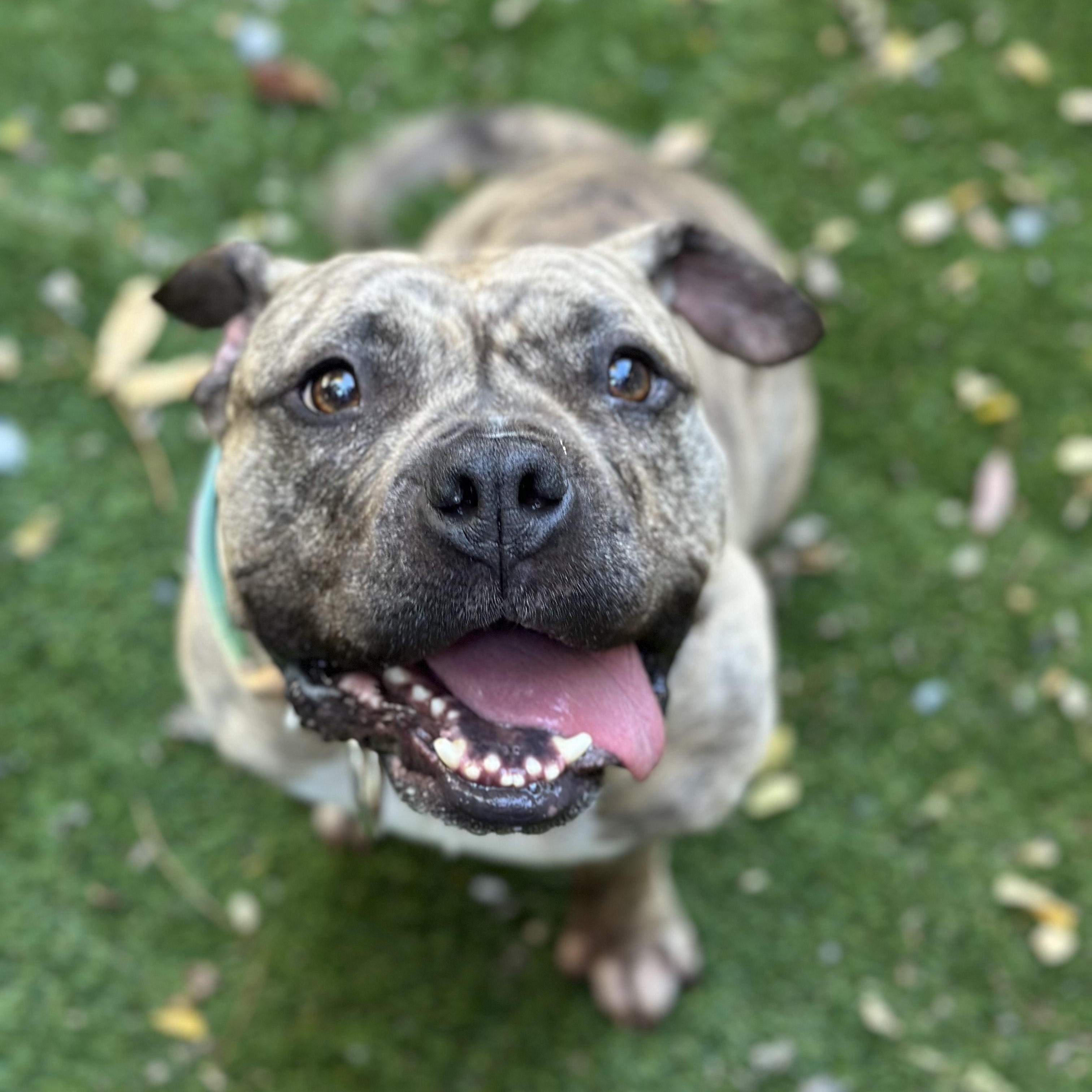 Luna aka "LuLu", Adoptable, Adult Female Bulldog & Pit Bull Terrier.