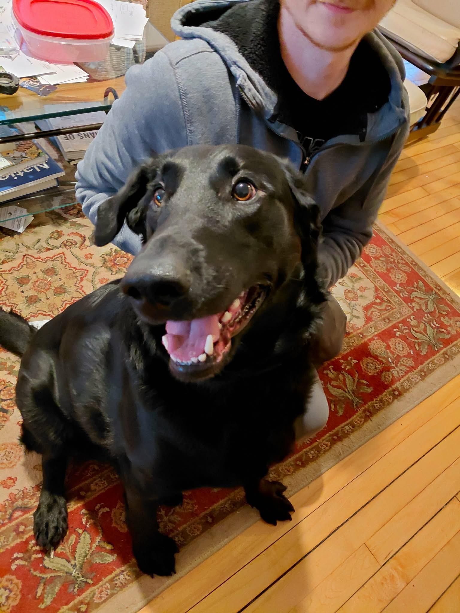 Buddy *FOSTER HOME NEEDED*, a Adoptable mixed breed in Crystal, MN image 1/3